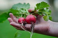 Free holding pink radish image, public domain food CC0 photo.