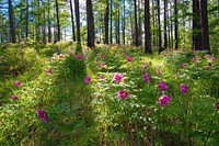 Free pink flower background image, public domain spring CC0 photo.