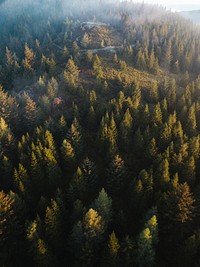 Drone view of Whinlatter Forest park at the Lake District in England