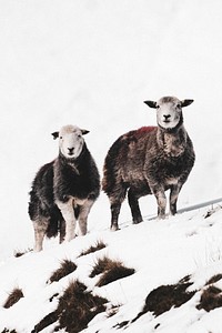 Herdwick sheep at the snowy Lake District in Scotland