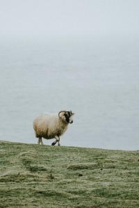 Scottish Blackface sheep at Talisker Bay on the Isle of Skye in Scotland