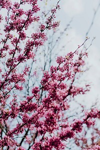 Beautiful cherry blossom in the park