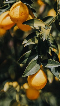 Tangerine phone wallpaper, HD image