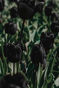 Fresh blooming violet tulip field