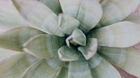 Nature desktop wallpaper background, succulent