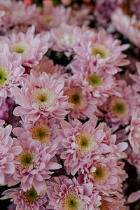 Light pink daisies in a flower shop