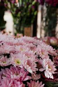 Light pink daisies in a flower shop