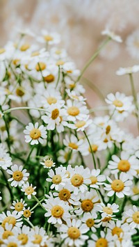 Daisy phone wallpaper, white flower spring mobile background