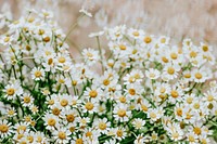 Bunch of chamomile in a flower shop