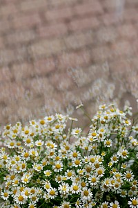 Bunch of chamomile in a flower shop