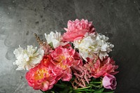 Beautiful blooming peonies bouquet on a gray background
