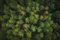 Aerial view of a greenery forest