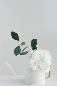 White peony in a white watering can