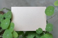 Blank card surrounded by pennywort leaves