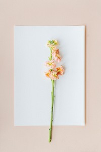 Pink flower on a white paper