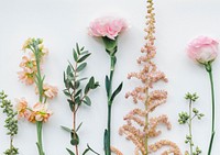 Various flowers on white background
