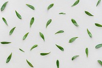 Fresh green leaf patterned background