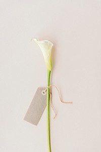 White calla lily with a blank greeting card