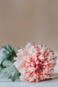 Chrysanthemum PIP salmon on a white table