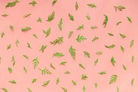 Fern leaves on a pink background
