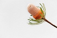 Hooker&#39;s banksia isolated on white background