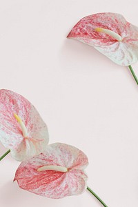 Pink anthurium pattern on a pink background