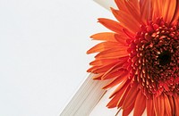 Orange gerbera daisy with blank white papers template