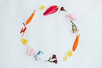 Colorful fresh petals round frame on white background