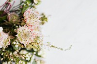 Bouquet of white protea on white background