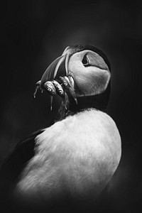 Closeup of a puffin with fish in its beak