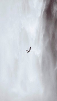 Seabird flying in front of a Sk&oacute;gafoss waterfall, Iceland