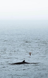 Whale in the Atlantic Ocean, Iceland