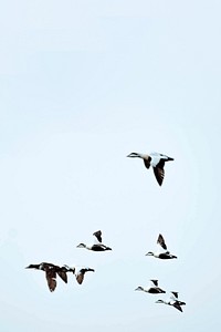 Flock of seabirds flying in the sky