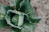 Organic fresh and raw cabbage