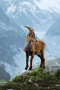 Alpine ibex in the French Alps