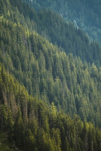 Beautiful green forest on Chamonix Alps in France