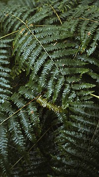 Fern leaves in Mull temperate rainforest mobile phone wallpaper