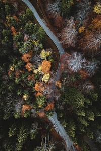 Road among an autumnal forest drone shot