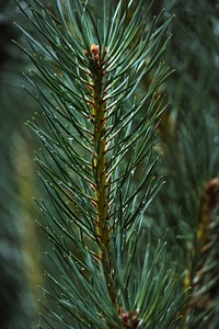 Macro shot of pine branch