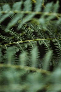 Macro shot of fern branch