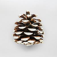 A white pine cone Christmas ornament isolated on gray background