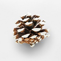 A white pine cone Christmas ornament isolated on gray background