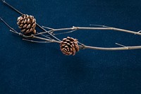 Pinecones on a branch collection