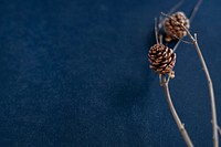 Pinecone on a blue background