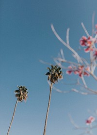Palm trees and flowers in the summer sky