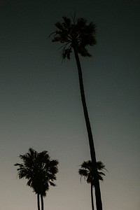 Palm tree silhouettes in the dark sky