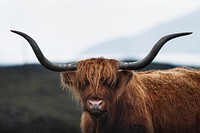 Closeup of hairy Scottish Highland Cattle
