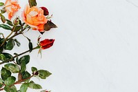 Red and orange roses on white marble background