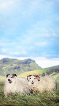 Northern European short-tailed sheeps in Iceland mobile phone wallpaper