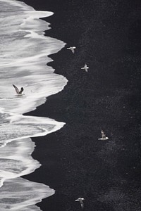 Flock of arctic terns flying over Dyrhólaey, south coast of Iceland